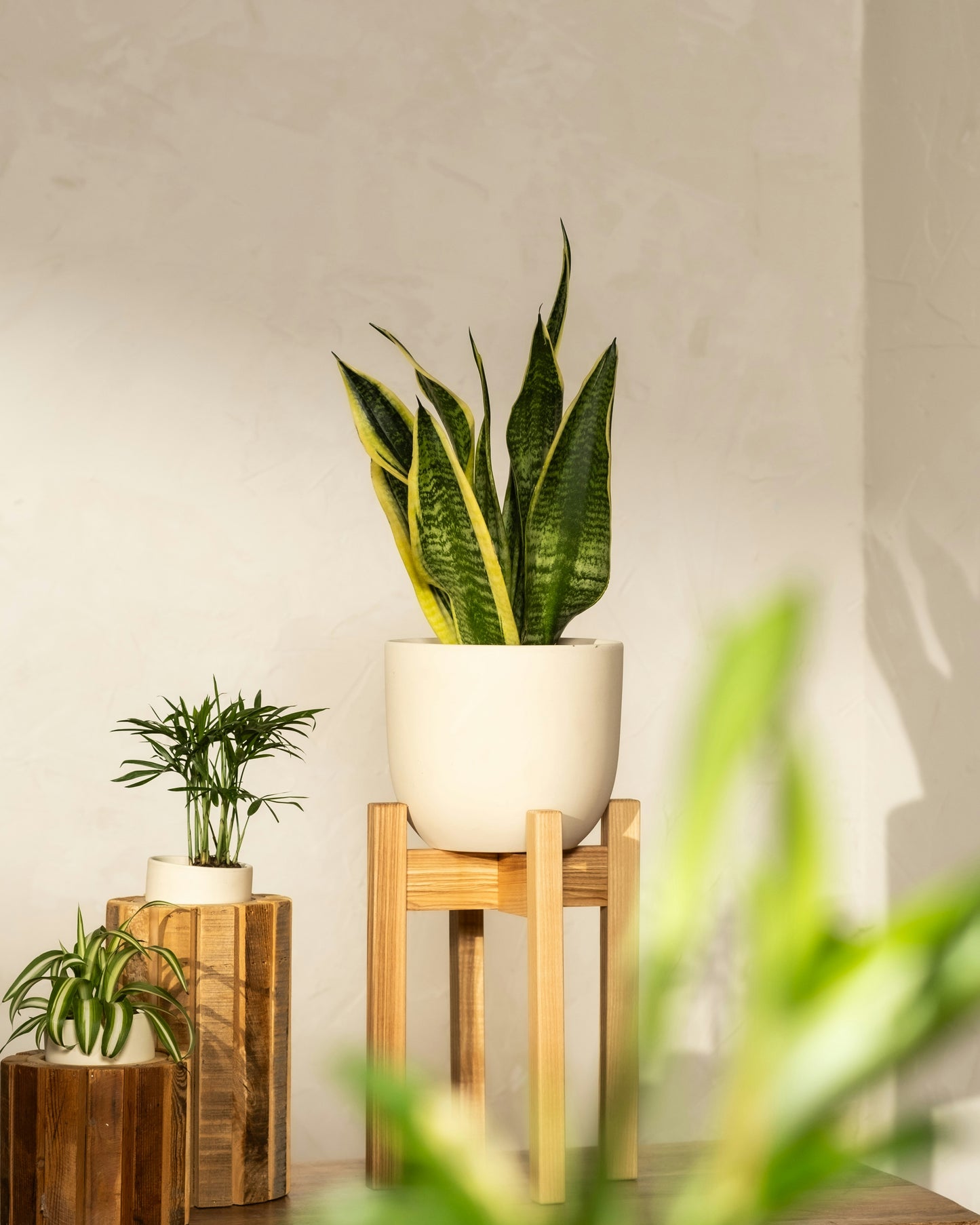 סנסיווריה מגוונת