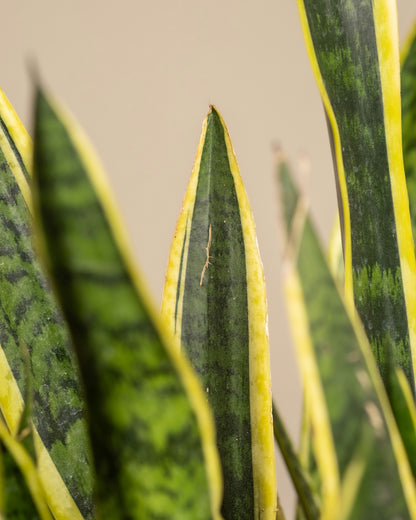 סנסיווריה מגוונת